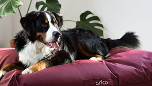 Coussin lit pour chien Arico de couleur bourgogne avec chien