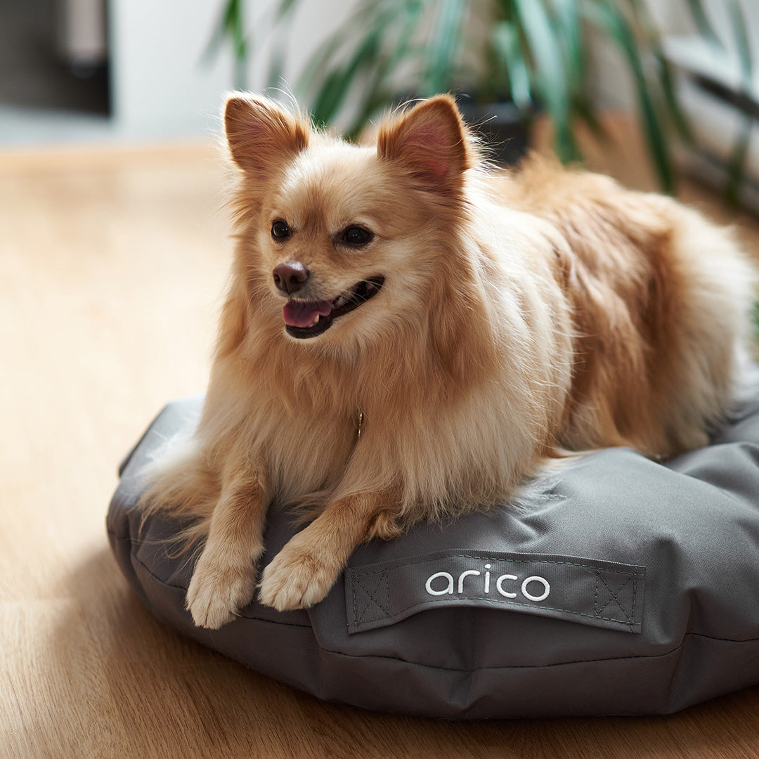Coussin pour chien ARICO de format mini avec chien. Couleur Charbon.