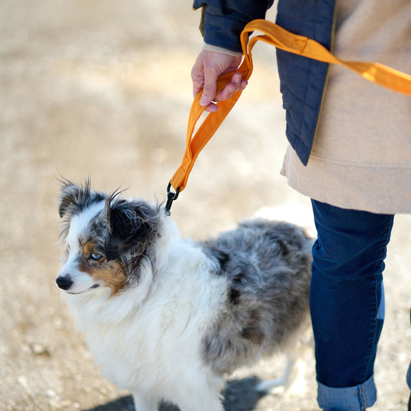 Laisse pour chien