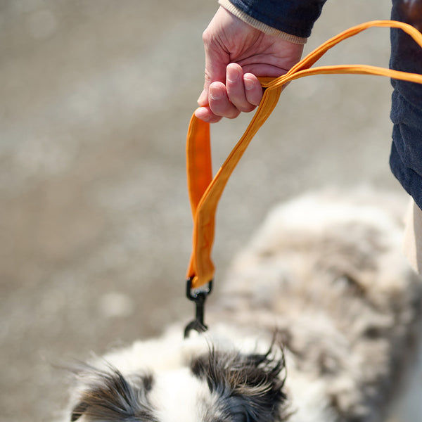 Laisse pour chien