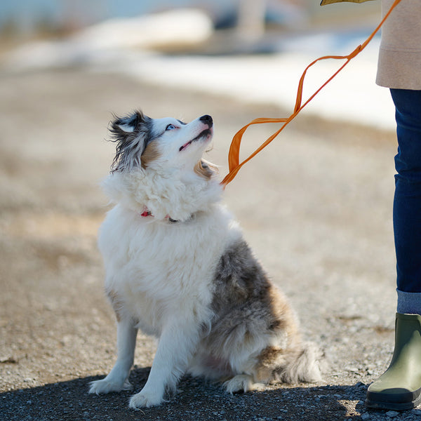 Laisse pour chien