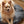 Charger l&#39;image dans la galerie, Coussin pour chien ARICO de format mini avec chien. Couleur Charbon. 
