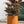 Load image into Gallery viewer, Cache-pots de couleur clémentine grandeur de 10 pouces avec plante
