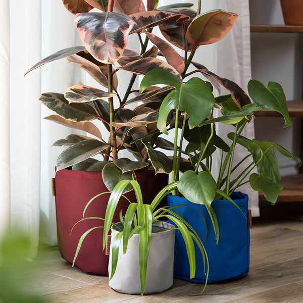 Trio de cache-pots avec plantes.